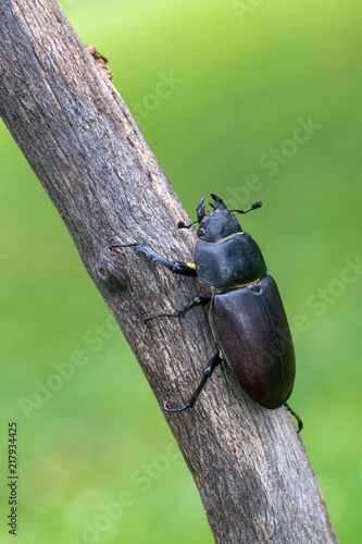 stag beetle - Lucanus cervus