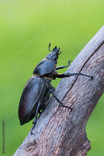 stag beetle - Lucanus cervus © Marek R. Swadzba