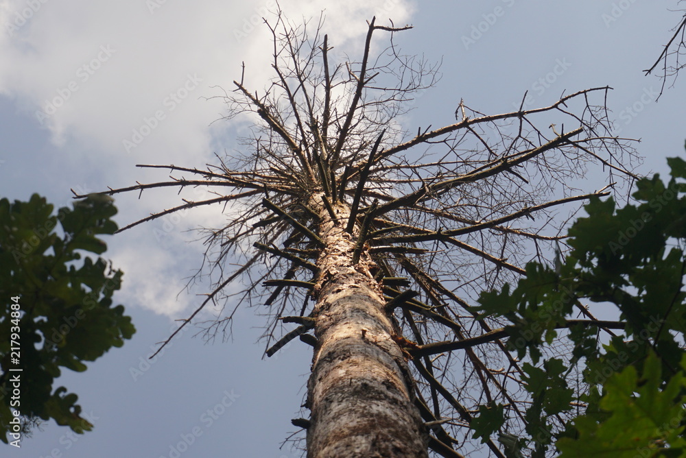 Fototapeta premium sick dry pine tree