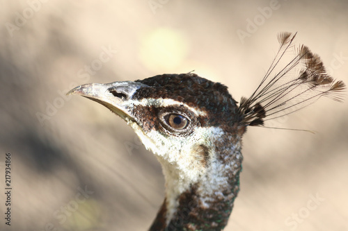  Portrait of a proud female Guinea fowl on blurred brown background