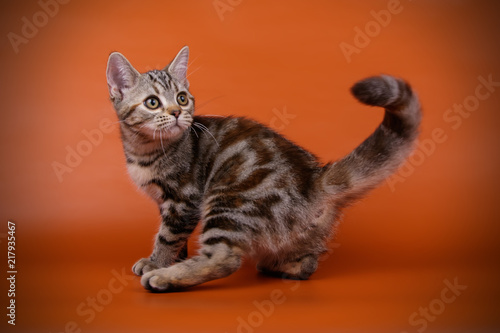 studio photography of an American shorthair cat on colored backgrounds