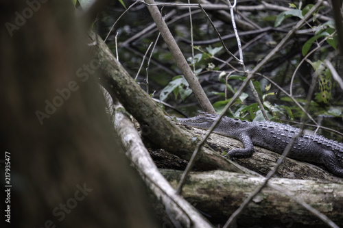 Little caiman in the mangroves of Manuel Antonio National Park