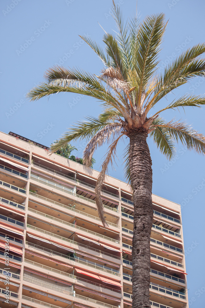 Fototapeta premium Palme in Monte Carlo, Monaco