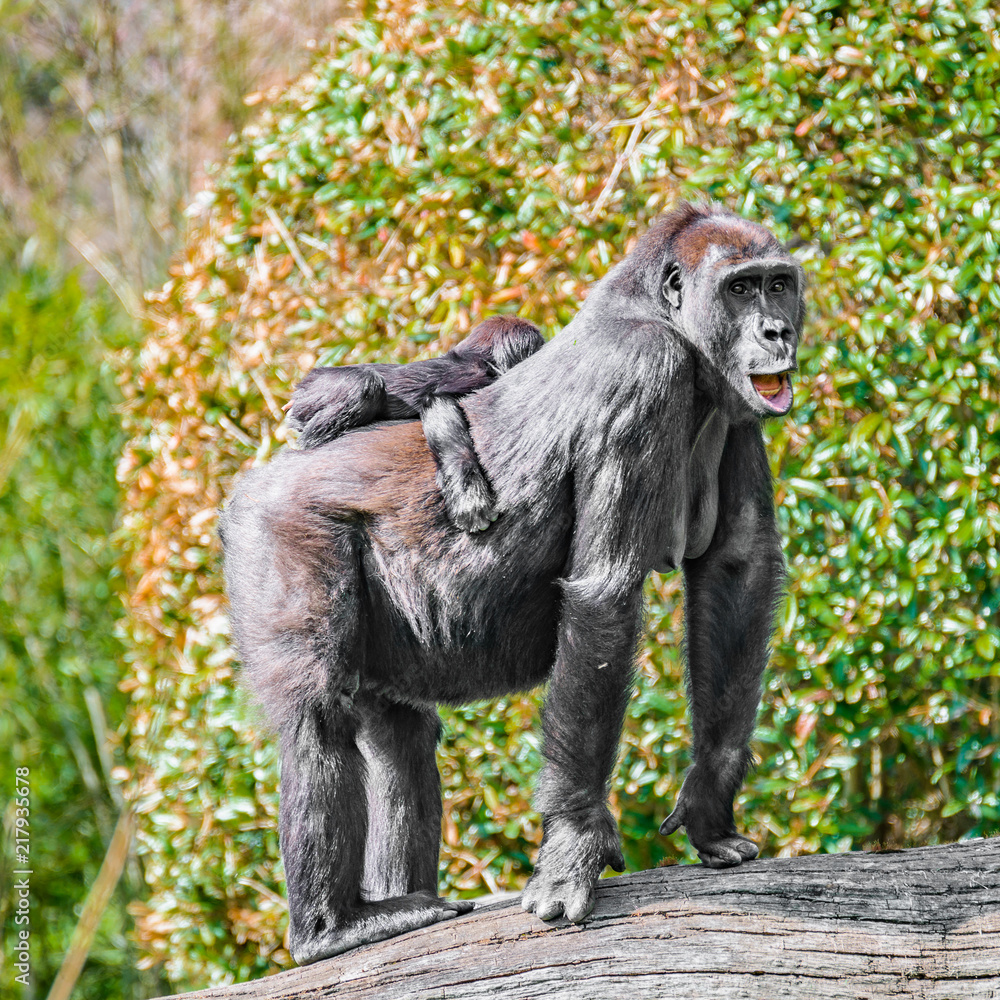 Fototapeta premium Portrait of powerful female African gorilla at guard with a baby