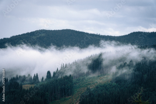 Forested mountain slope in low lying cloud with the evergreen conifers shrouded in mist in a scenic landscape view, Carpathian Ukrane