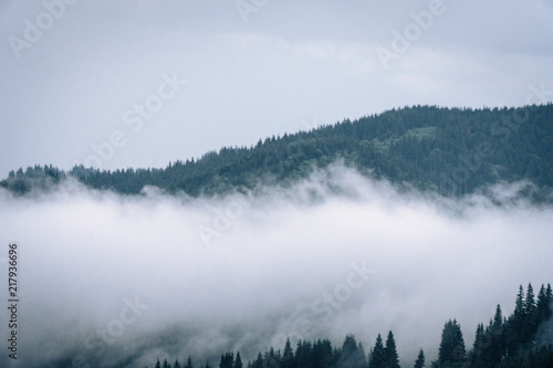 Forested mountain slope in low lying cloud with the evergreen conifers shrouded in mist in a scenic landscape view  Carpathian Ukrane