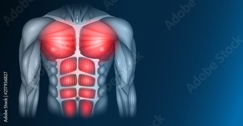Muscles of the human body, torso and arms, beautiful colorful illustration on a dark blue background.