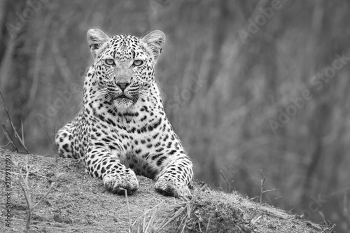 Lone leopard lay down to rest on anthill in nature during daytime artistic conversion