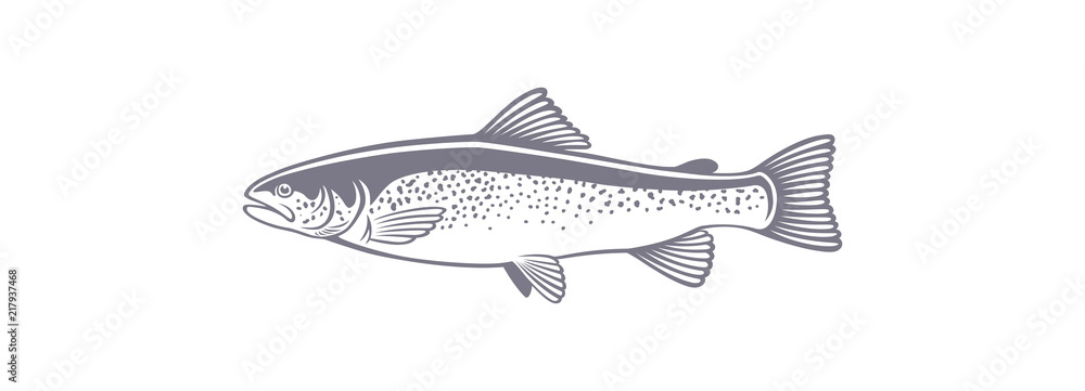 Fototapeta premium trout fish