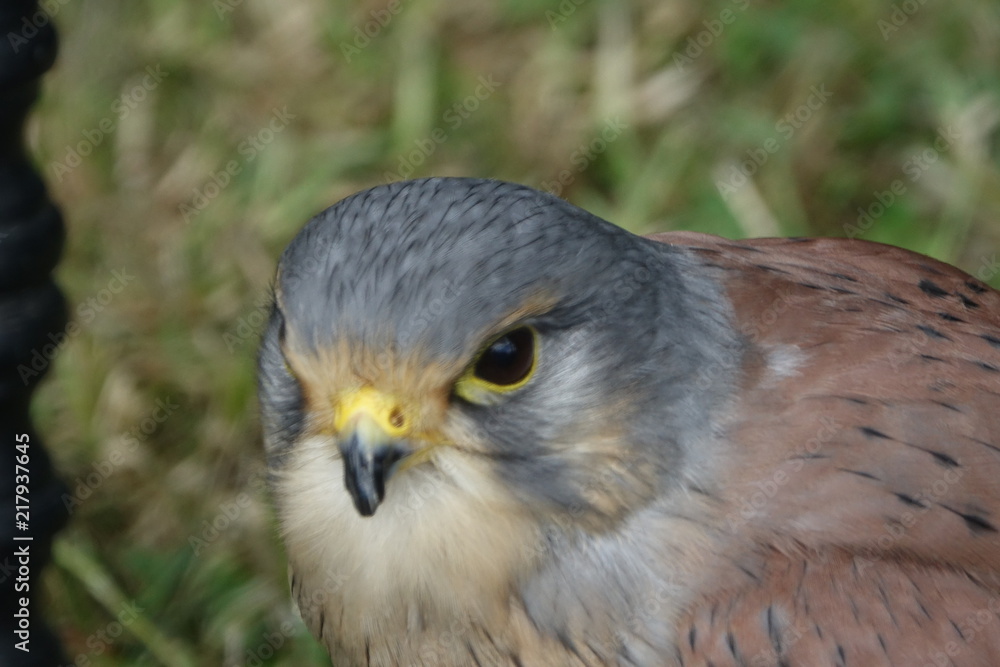Kestrel's head-01