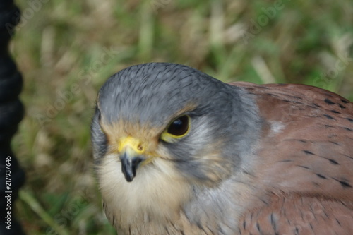 Obraz na płótnie Kestrel's head-01 w salonie