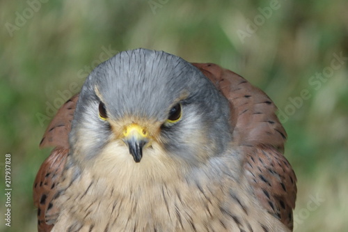 Obraz na płótnie Kestrel's head-02 w salonie