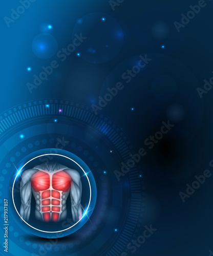 Muscles of the human body, torso and arms, beautiful colorful illustration on an abstract blue background.