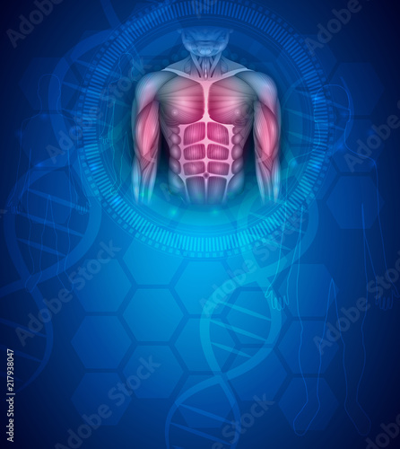 Muscles of the human body, fit torso and arms, beautiful colorful illustration on an abstract blue background.