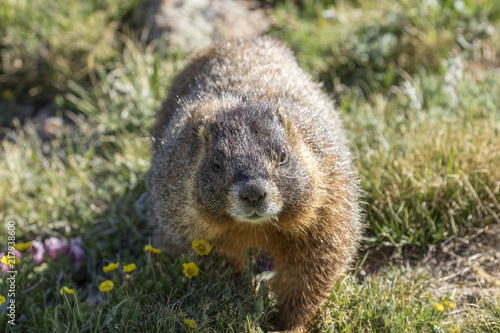 Marmot, Rocky Mountain National Park, Colorado, USA © blewulis