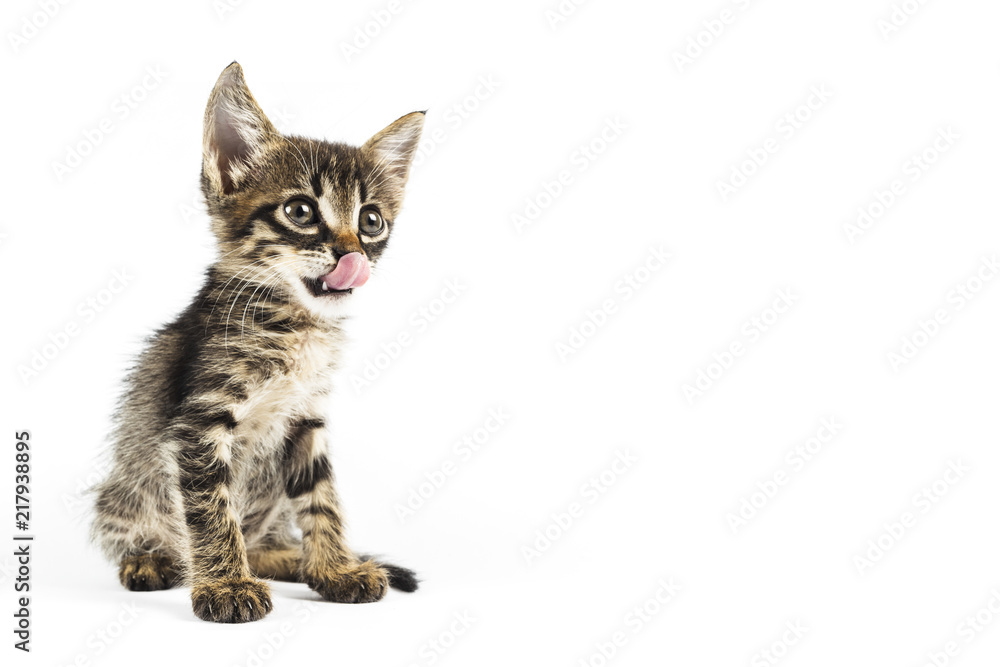 Tabby kitten licking its mouth, yummy, white background with blank