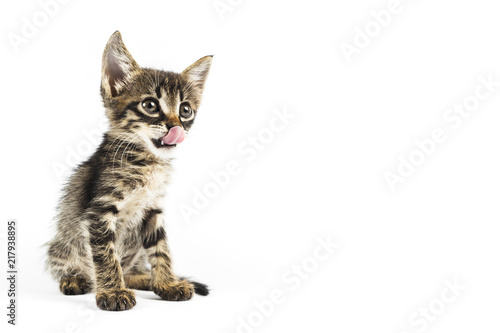 Tabby kitten licking its mouth, yummy, white background with blank