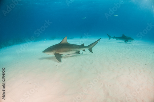 Bulls shark at the Bahamas © Michael Bogner