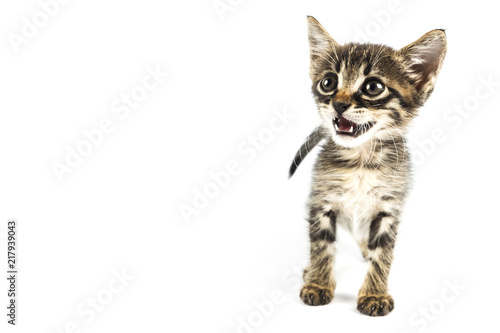 Grey eyed tabby kitten looking to left side, white background with blank