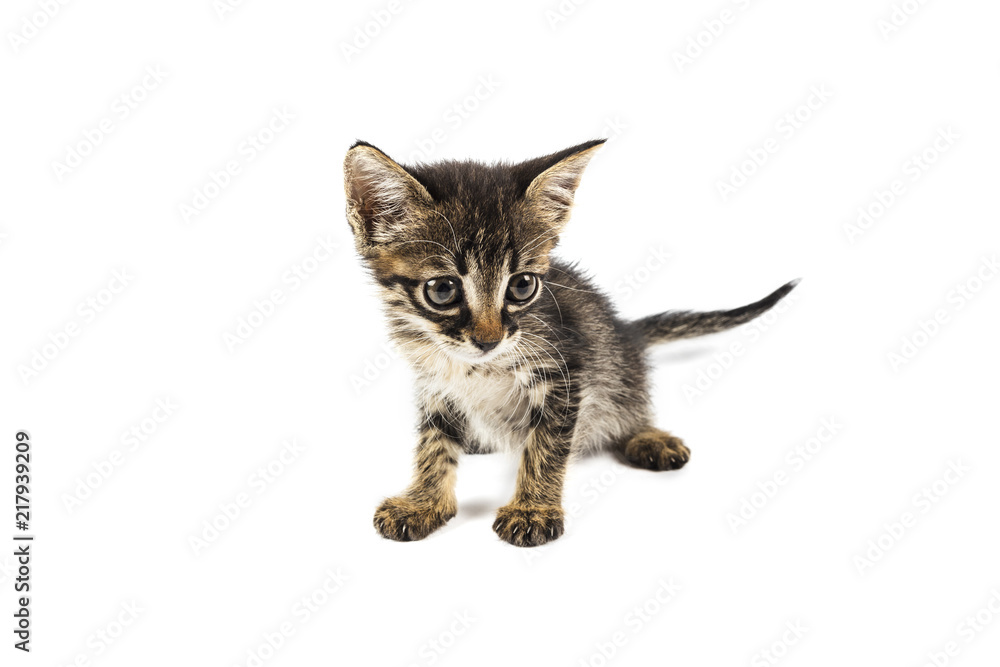 Grey eyed tabby kitten looking to right side, white background with blank Grey eyed tabby kitten looking to right side, white background with blank