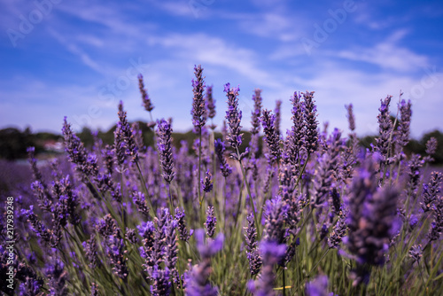 Lavender Farm in South London © Gnans