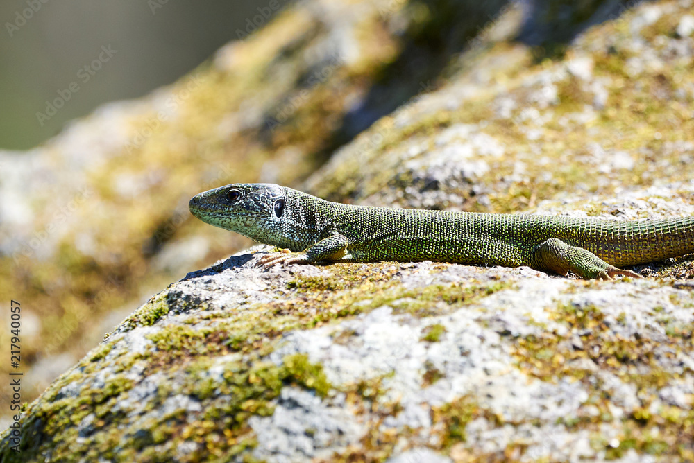 European green lizard (Lacerta viridis) climbing rock European green lizard (Lacerta viridis) climbing rock