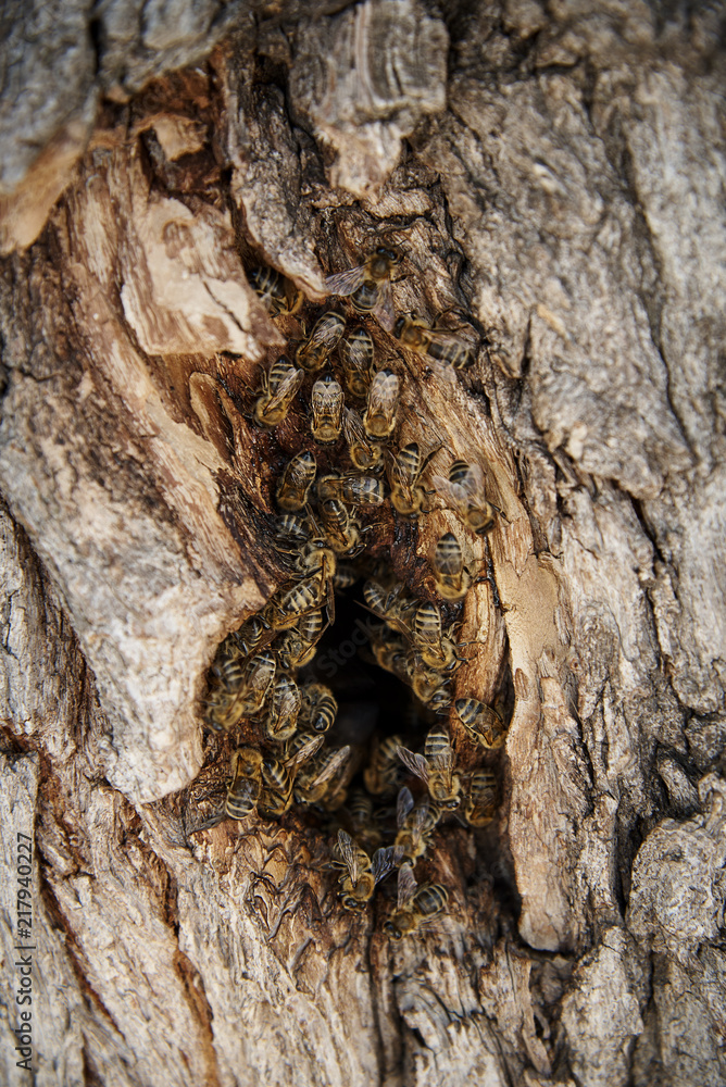 Bees collect honey in a wild beehive in the hollow of a tree. Bees collect honey in a wild beehive in the hollow of a tree.