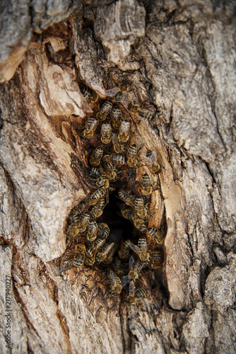 Bees collect honey in a wild beehive in the hollow of a tree.