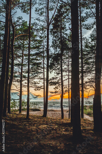 Forest by the sea side, sunset in forest