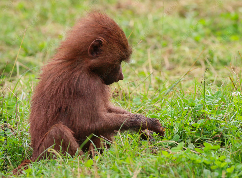 Obraz premium Hamadryas Baboon animal