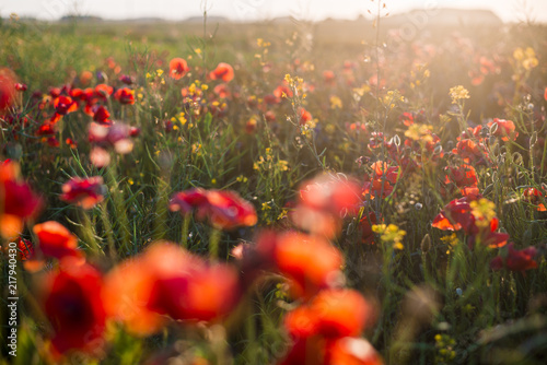 Fototapeta Naklejka Na Ścianę i Meble -  Blooming poppy field on a sunny summer day, close-up, Latvia