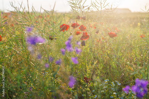 Fototapeta Naklejka Na Ścianę i Meble -  Blooming country field on a sunny summer day, close-up, Latvia