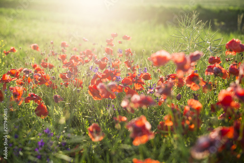 Fototapeta Naklejka Na Ścianę i Meble -  Blooming poppy field on a sunny summer day, close-up, Latvia