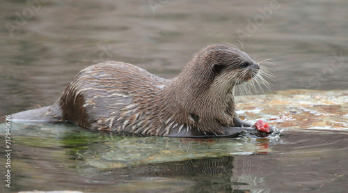 Otter feeding on fish