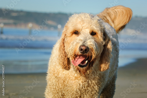 Cream colored Goldendoodle portrait at ocean beach © everydoghasastory