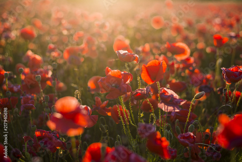 Fototapeta Naklejka Na Ścianę i Meble -  Blooming poppy field on a sunny summer day, close-up, Latvia