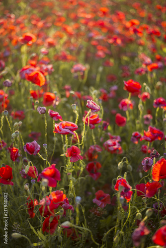 Fototapeta Naklejka Na Ścianę i Meble -  Blooming poppy field on a sunny summer day, close-up, Latvia