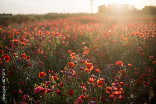 Fototapeta Naklejka Na Ścianę i Meble -  Blooming poppy field on a sunny summer day, close-up, Latvia