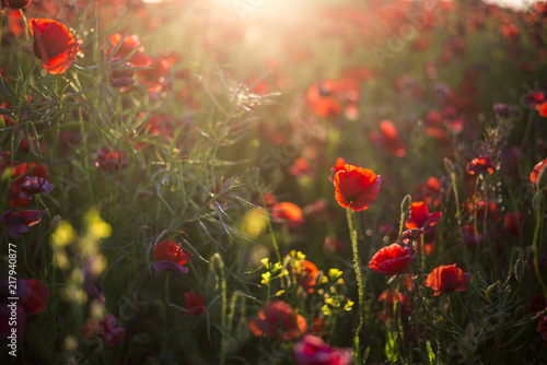 Fototapeta Naklejka Na Ścianę i Meble -  Blooming poppy field on a sunny summer day, close-up, Latvia
