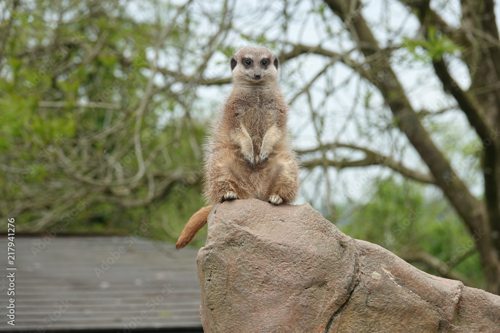 Meerkat-02