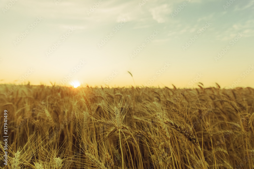 Obraz premium Picturesque mature, golden-brown field, yellow wheat at sunset. Grain harvest in summer.