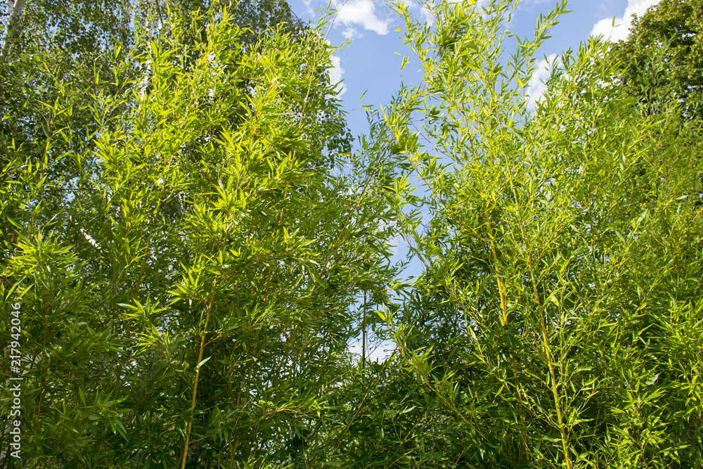 Fototapeta premium Tall Bamboo leaves 