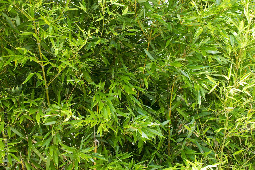 Bamboo leaves background Bamboo leaves background