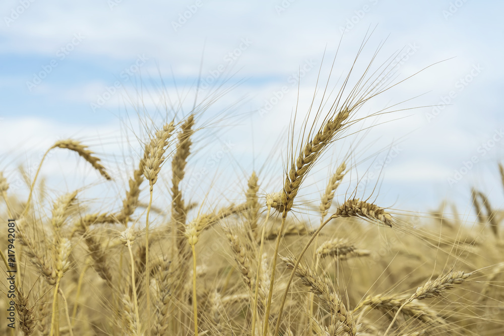 Wheat field, ripe barley, rye field in sunny day against blue sky with clouds. Agricultural summer rural background Wheat field, ripe barley, rye field in sunny day against blue sky with clouds. Agricultural summer rural background
