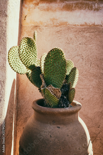 Paddle cactus in a ceramic pot against a red wall in medina of Marrakech, Morocco.