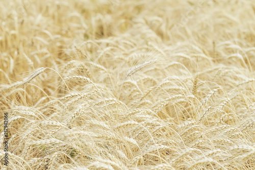 Wheat field, ripe barley, rye field in sunny day, natural light background, selective focus