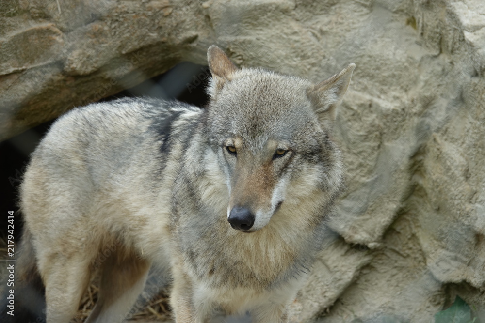 Wolf-03