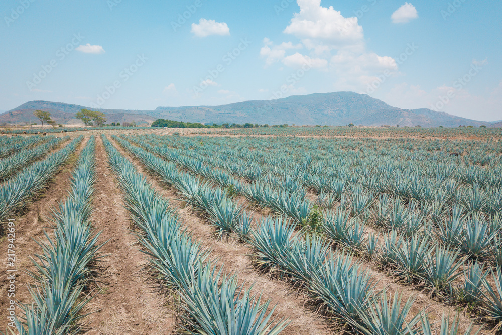 The tequila plant Blue agave fields in Jalisco, Mexico Stock Photo