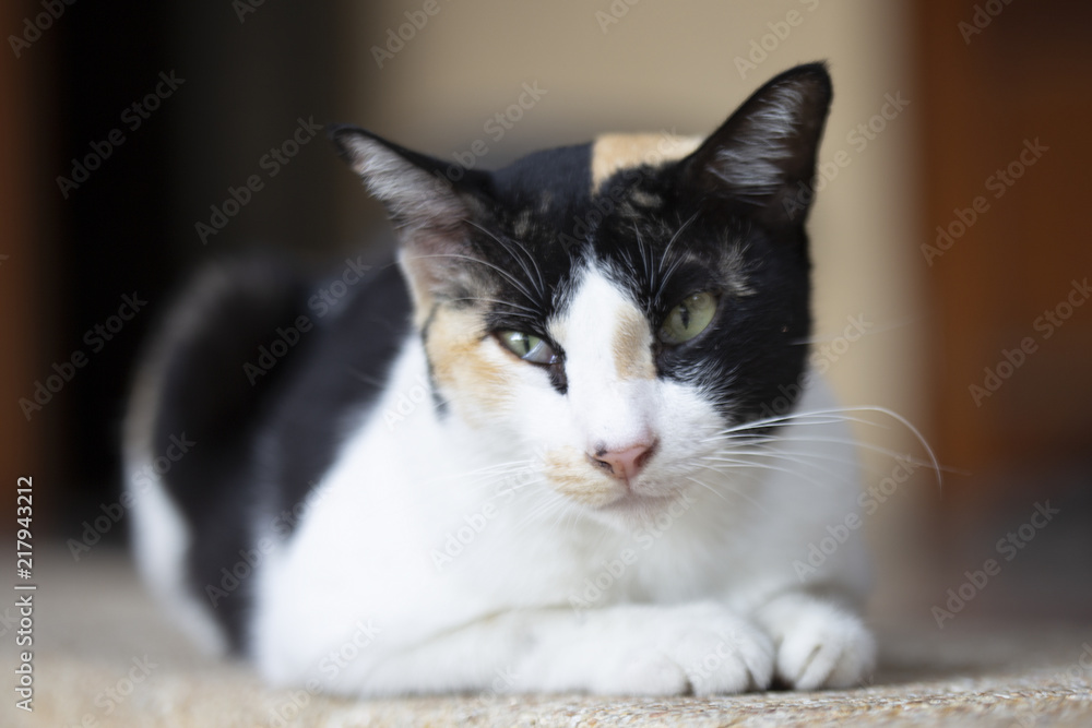 homeless calico cat in the temple