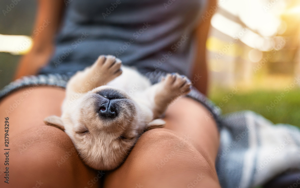 young small cute yellow labrador retriever dog puppy pet sleeping outdoors on female legs young small cute yellow labrador retriever dog puppy pet sleeping outdoors on female legs